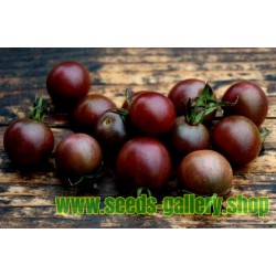 Σπόροι Τομάτα Black Cherry (τοματίνι)