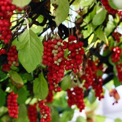 MAGNOLIA BERRY – FIVE FLAVOR BERRY Seeds (Schisandra chinensis) 1.85 - 2