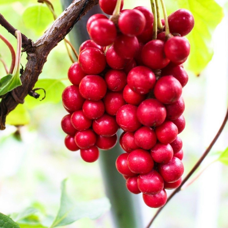 Σπόροι Σχιζάνδρα “φρούτο των πέντε γεύσεων” (Schisandra chinensis) 1.85 - 1