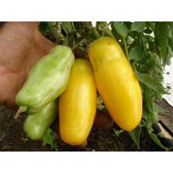 Banana Legs Tomate Samen 1.85 - 3