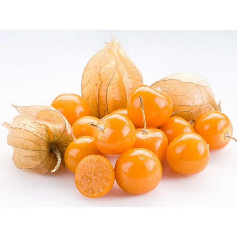 Inca Berry Asklepios-seeds® 200 graines de Physalis peruviana,Coqueret du Pérou la baie de lInca 