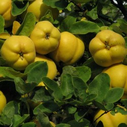 Kinesisk Quince frön (Chaenomeles sinensis) 1.45 - 2