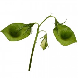 Sementes de Lentilha planta (Lens culinaris) 1.85 - 2