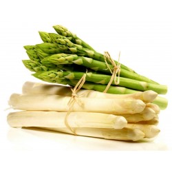 Graines d'asperge - Asparagus officinalis 1.65 - 1