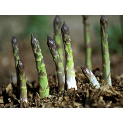 Spargel Samen - Asparagus officinalis 1.65 - 3