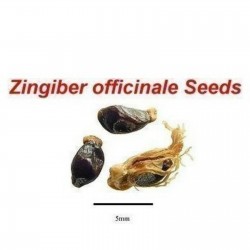 Ginger Tubers - Rhizomes (Zingiber officinale) 8.55 - 3