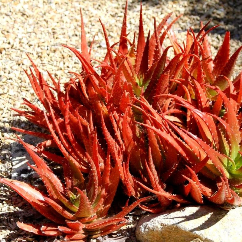 Κόκκινος Αλόη σπόρων (Aloe cameronii) 4 - 1