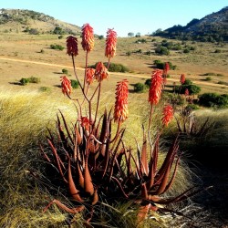 Κόκκινος Αλόη σπόρων (Aloe cameronii) 4 - 2