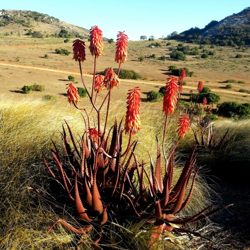 Price: €4 - Semillas de Aloe Rojo (Aloe cameronii) - 