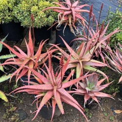 Sementes De Aloe Vermelha (Aloe cameronii) 4 - 4