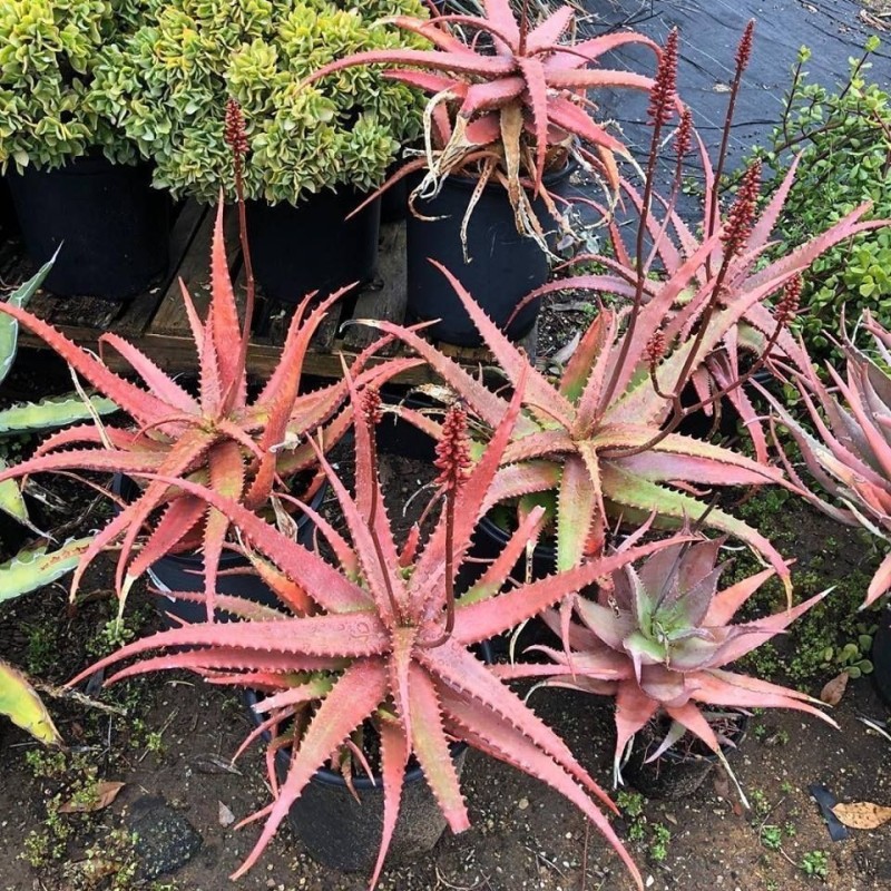 Price: €4 - Semillas de Aloe Rojo (Aloe cameronii) - 