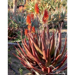 Κόκκινος Αλόη σπόρων (Aloe cameronii) 4 - 3