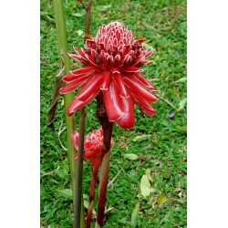 Semi di Commestibile Rose Giganti Indonesiane (Etlingera elatior) 1.85 - 8