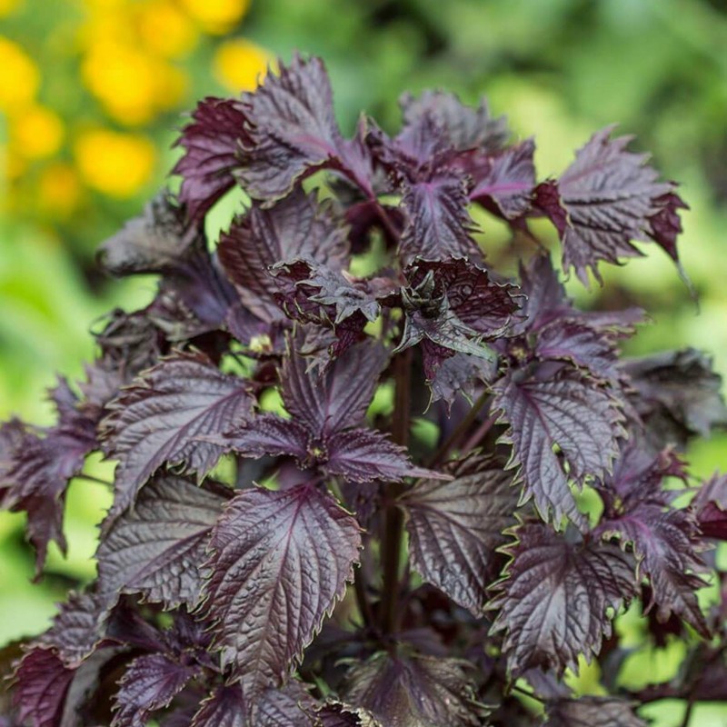 Cultivo De Perilla (hoja De Shiso Japon&eacute;s). Aromatic Lamiaceae Annual
