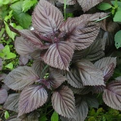 Perilla Vietnamese Tia to Shiso Seeds 100 Seeds Easy to Seasons Meaningful Gift. 