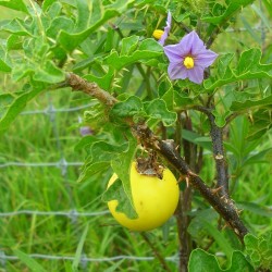Djävuls Apple Frukt av Sodom Fröer (Solanum Linnaeanum) 1.45 - 3