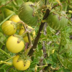 Graines de POMME DE SODOME (Solanum linnaeanum) 1.45 - 7