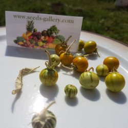 Djävuls Apple Frukt av Sodom Fröer (Solanum Linnaeanum) 1.45 - 2