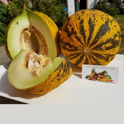 Golden Head or Thrace Melon Seeds – Best Greek Melon 1.55 - 2