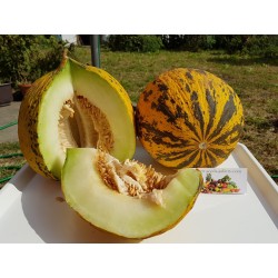 Semi di melone TESTA DORATA o semi Tracia melone - Miglior Melon greca 1.55 - 4