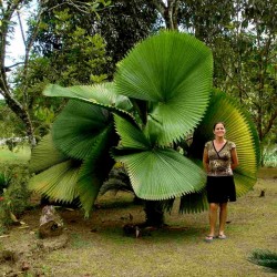 Talasasta Palma Seme - Ruffled  fan Palm  (Licuala  grandis) 3.8 - 1