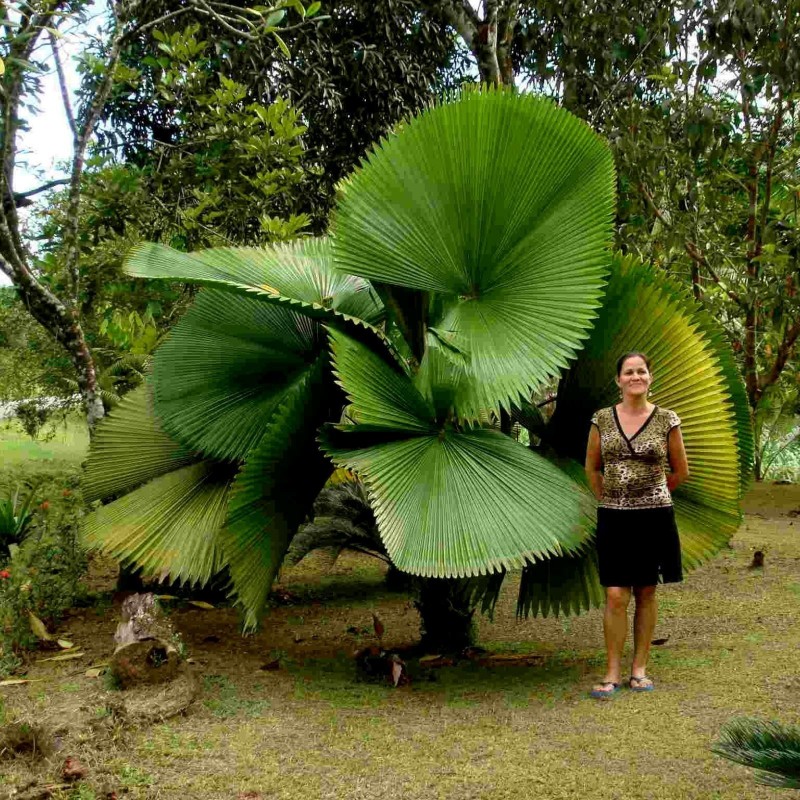 Semillas Totuma Licuala grandis - Palma abanico de Vanuatu (Licuala  grande) 3.8 - 1