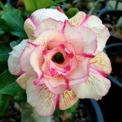 Роза Пустыни, Импальская Лилия "Angle" 1.95 - 1