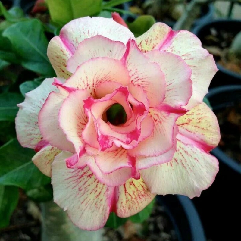 Graines De Rose Du Désert 