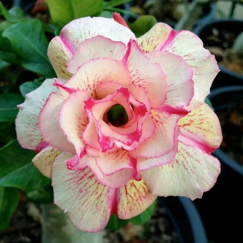 Graines De Rose Du Désert ''Angle'' 1.95 - 1