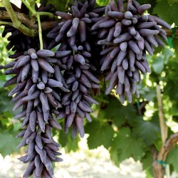 CATTERPILLAR FARM Witch Finger Extra Sweet California Grape Seed-Pack of 20 Seed 