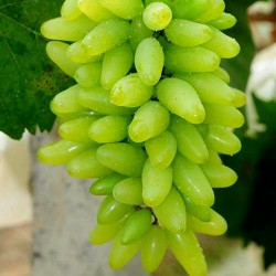 Finger Grape Seeds 2.25 - 7