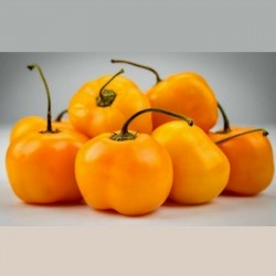 "Jelena" Gelbe süße Chili Samen - Große Früchte 1.75 - 1