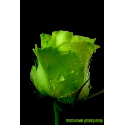 Semi di Rosa Raro - Verde Rosa Romantico Fiori