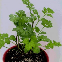 Coriander Seeds (Coriandrum Sativum) 1.949999 - 2