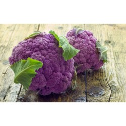 Purple Cauliflower Seeds 2.75 - 3