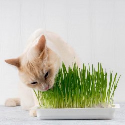 Organic Cat Grass Seeds (Dactylis glomerata) 1.75 - 1