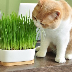 Organic Cat Grass Seeds (Dactylis glomerata) 1.75 - 2