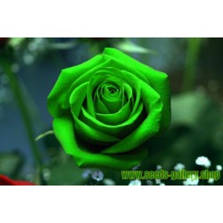 Semillas Rosa Verde