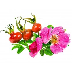 Apfel-Rose, Japan-Rose Samen (Rosa Rugosa) 1.65 - 1