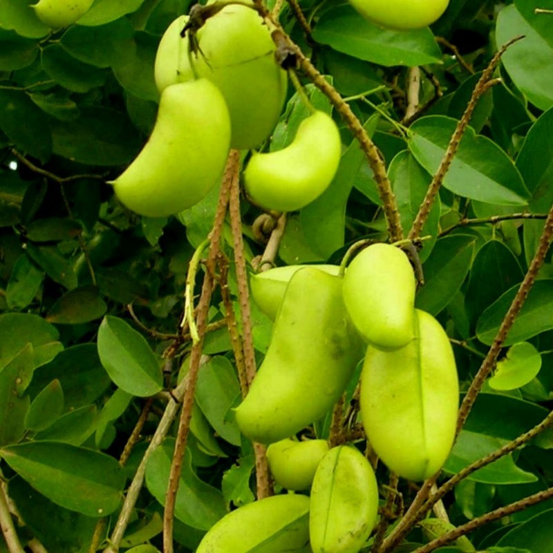 Σπόροι griffonia simplicifolia 3.95 - 1