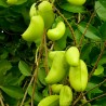 Griffonia simplicifolia Seme – Prirodni lek za depresiju