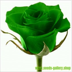 Sementes De Rosa Verde (Espécie Rara)