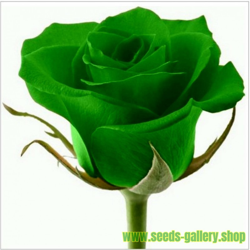 Grüne Rose Blumensamen Lover 's Geschenk