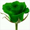 Green Rose Flower Seeds