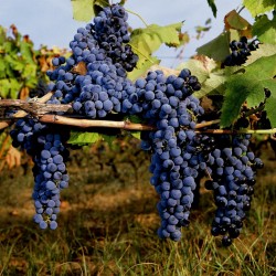 Svart Druva Frön (vitis vinifera) 1.55 - 2