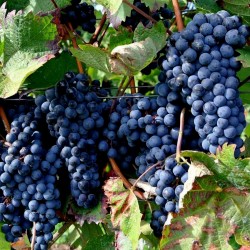 Sementes uva preta - o fruto da videira 1.55 - 3