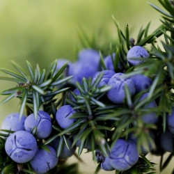 Enbär Frö (Juniperus) 1.65 - 2