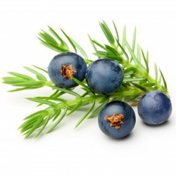 Juniper Berry Seeds (Juniperus communis) 1.65 - 6