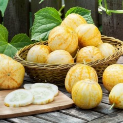 Lemon Gurke Zitronengurke Samen 1.95 - 2