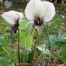 λευκό Λουλούδι Νυχτερίδα Σπόροι (Tacca chantrieri) 2.85 - 2